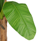 vidaXL Künstlicher Bananenbaum mit Topf 150 cm Grün
