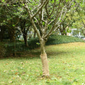 vidaXL Juterolle 0,5 x 5 m 100 % Jute 200 g/m²