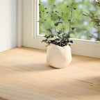 vidaXL Fensterbänke 2 Stk. Unbehandelt 70x15x2 cm Massivholz Eiche