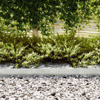 vidaXL Raseneinfassung 20 pcs Silber 100 x 0,05 x 15 cm Edelstahl