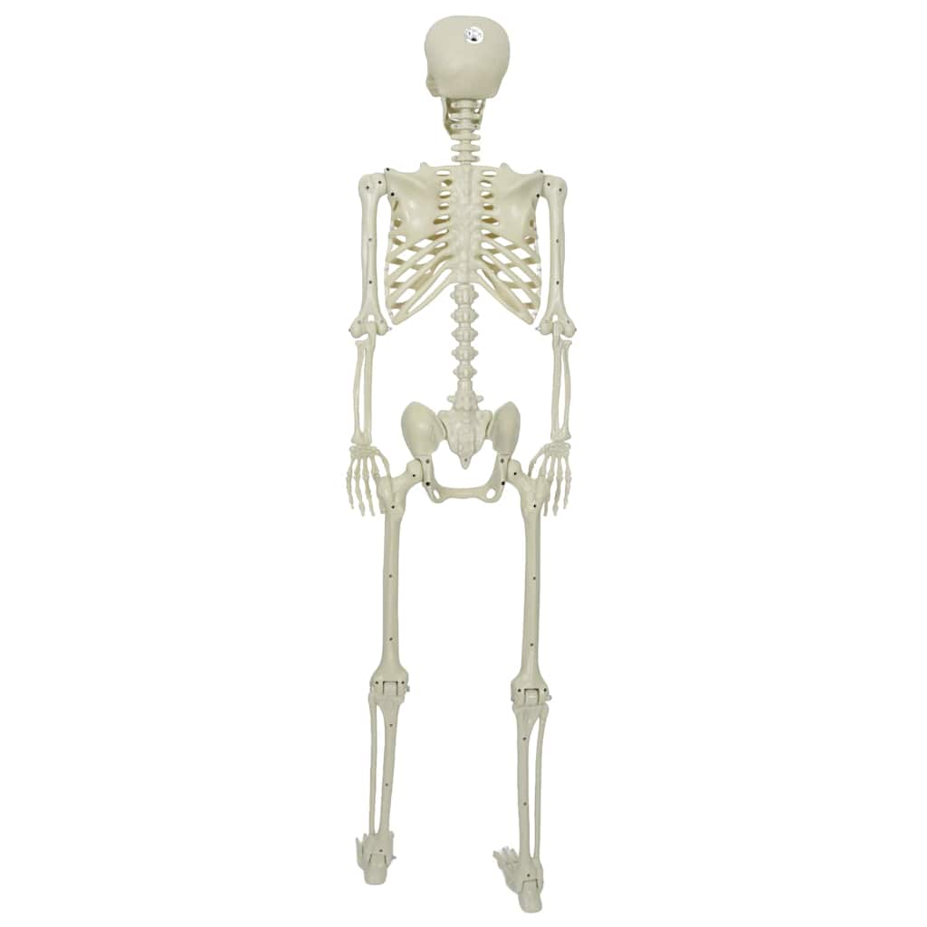 vidaXL Halloween Skelett Weiß 155 x 38,5 cm Polypropylen