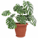 vidaXL Runde Blumenplatte 24 pcs Ziegelrot Ø 14 x 2 cm Kunststoff