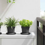 vidaXL Blumentöpfe 6 pcs Schwarz Ø 12,5 x 10 cm Kunststoff