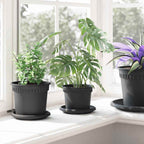 vidaXL Blumentöpfe 6 pcs Schwarz Ø 12,5 x 10 cm Kunststoff