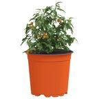vidaXL Blumentopf 50 pcs Terrakotta Ø 15 x 13 cm Kunststoff