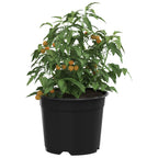 vidaXL Runder Blumentopf 50 pcs Schwarz Ø 10 x 8 cm Kunststoff